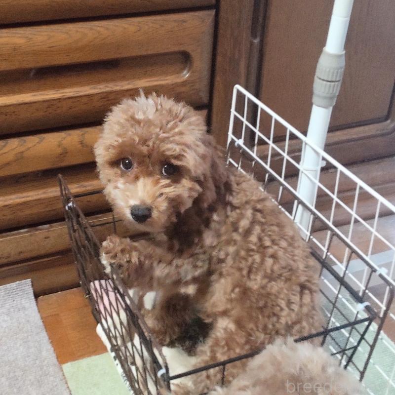 成約済の秋田県のマルプー:マルチーズ×トイプードル-413268の2枚目